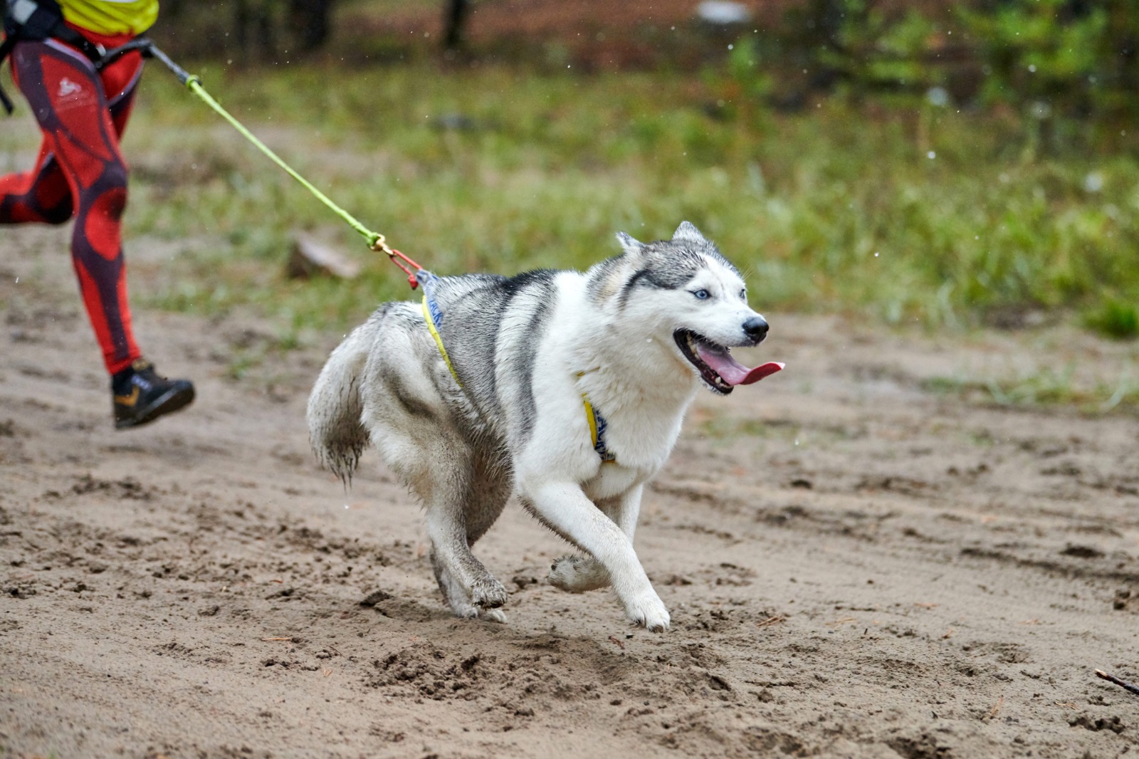 Deporte y rescate animal unidos en la UABCS