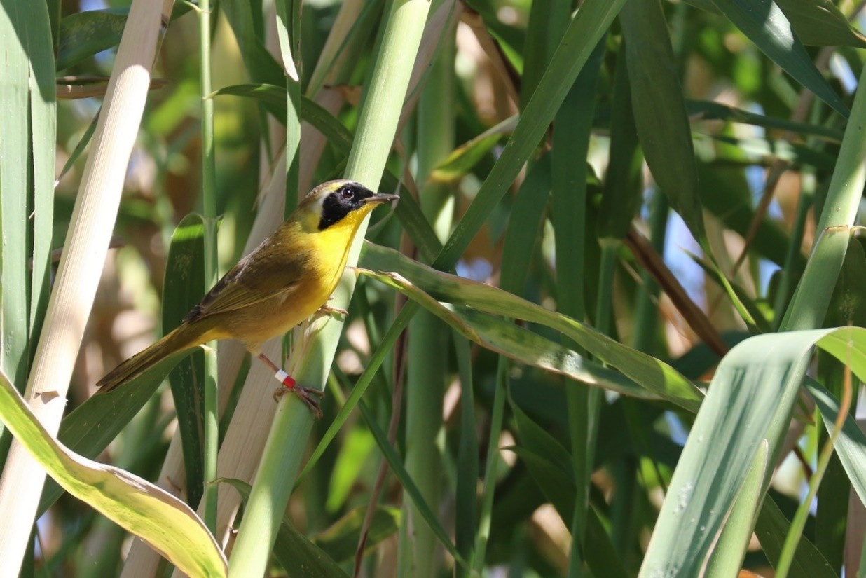 La Ribera celebra el Primer Festival de la Mascarita Peninsular