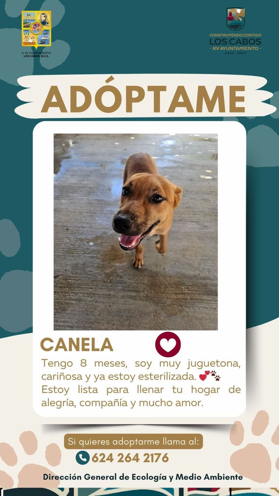 Promueve Gobierno de Los Cabos la adopción responsable de animales de compañía